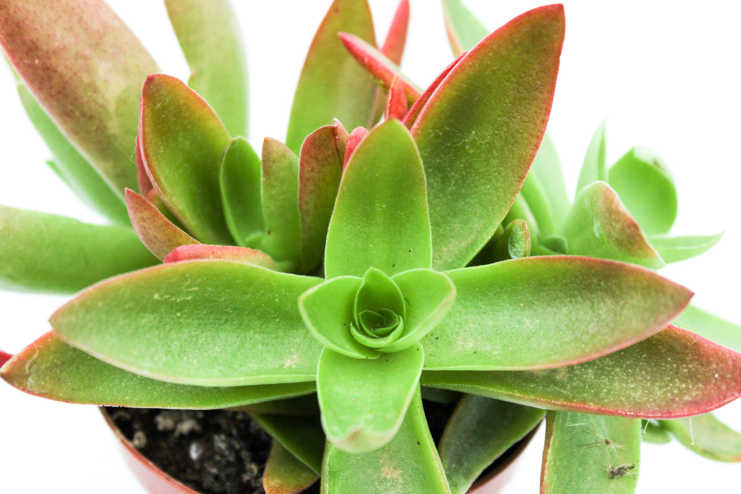 Crassula Capitella Campfire