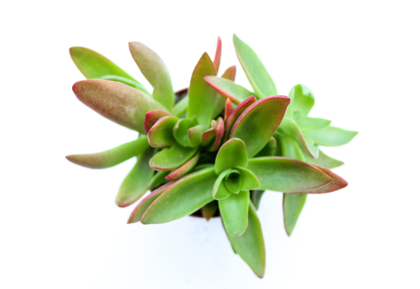 Crassula Capitella Campfire