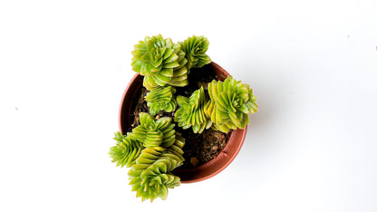 Crassula Estagnol