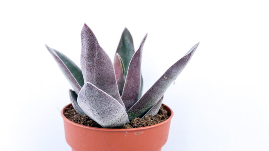 Crassula Garnet Lotus
