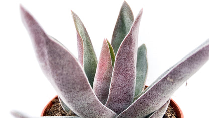 Crassula Garnet Lotus