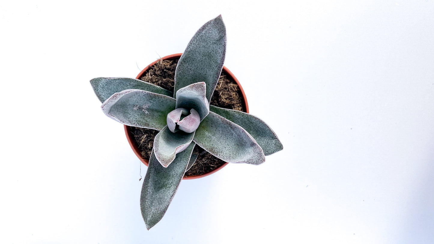 Crassula Garnet Lotus
