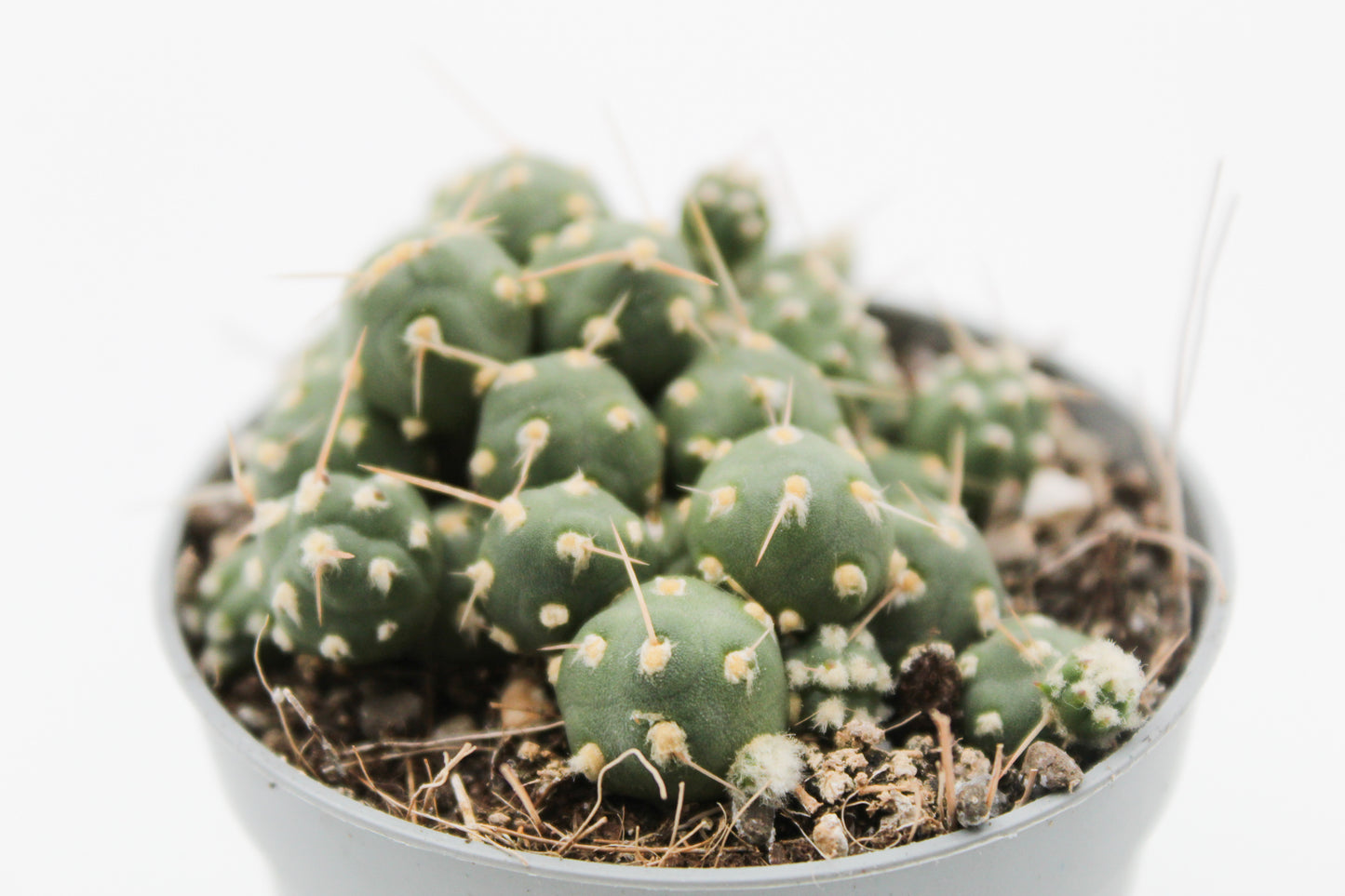 Cumulopuntia rossiana var. fuauxiana