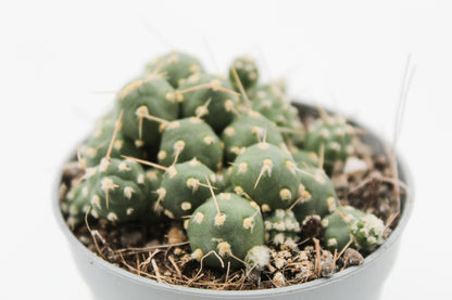 Cumulopuntia rossiana var. fuauxiana