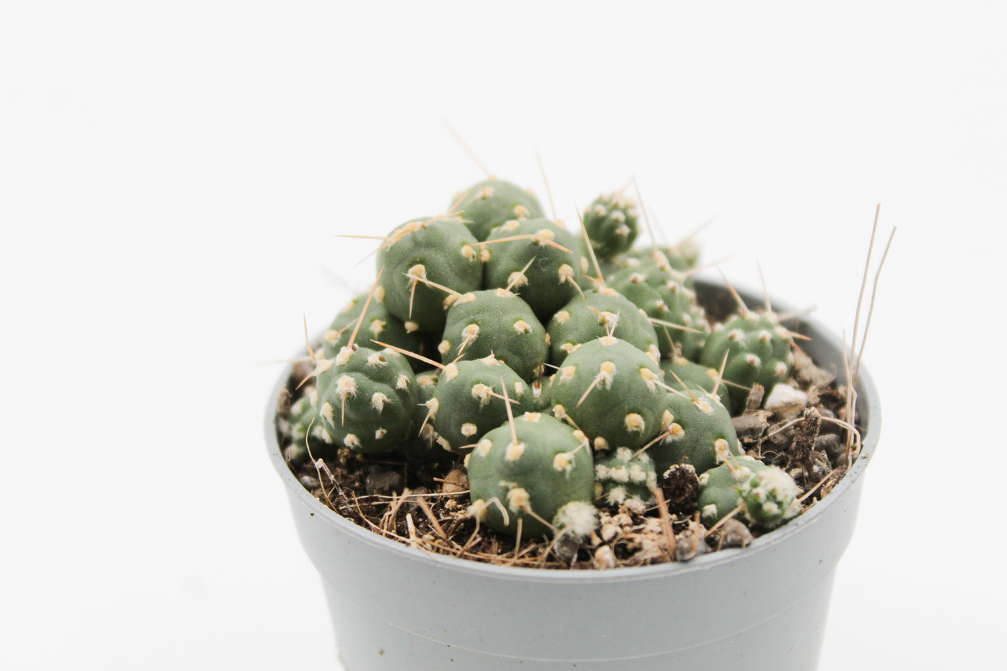Cumulopuntia rossiana var. fuauxiana