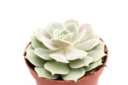 Echeveria Lola