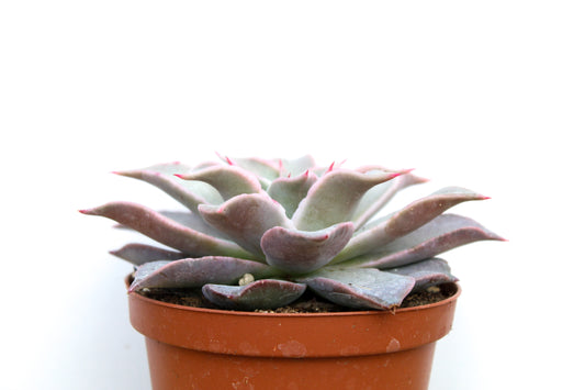 Echeveria Madiba