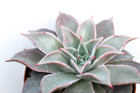 Echeveria Madiba
