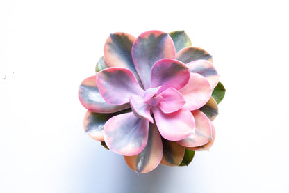 Echeveria Rainbow