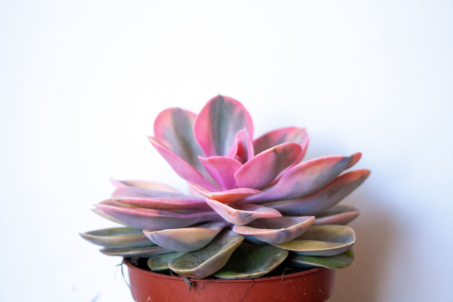 Echeveria Rainbow