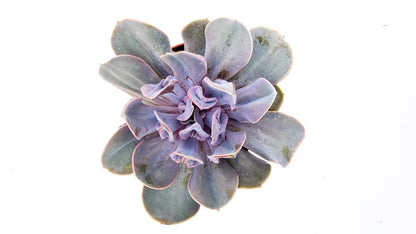 Echeveria Trompette