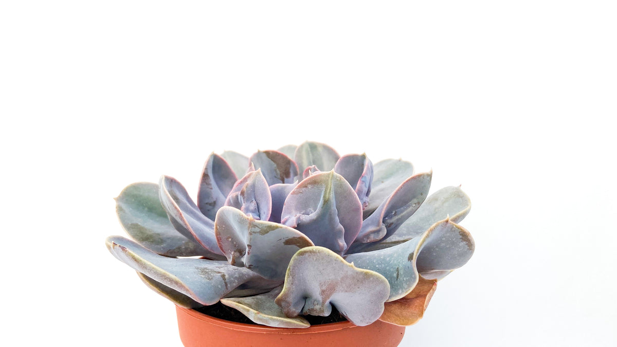 Echeveria Trompette