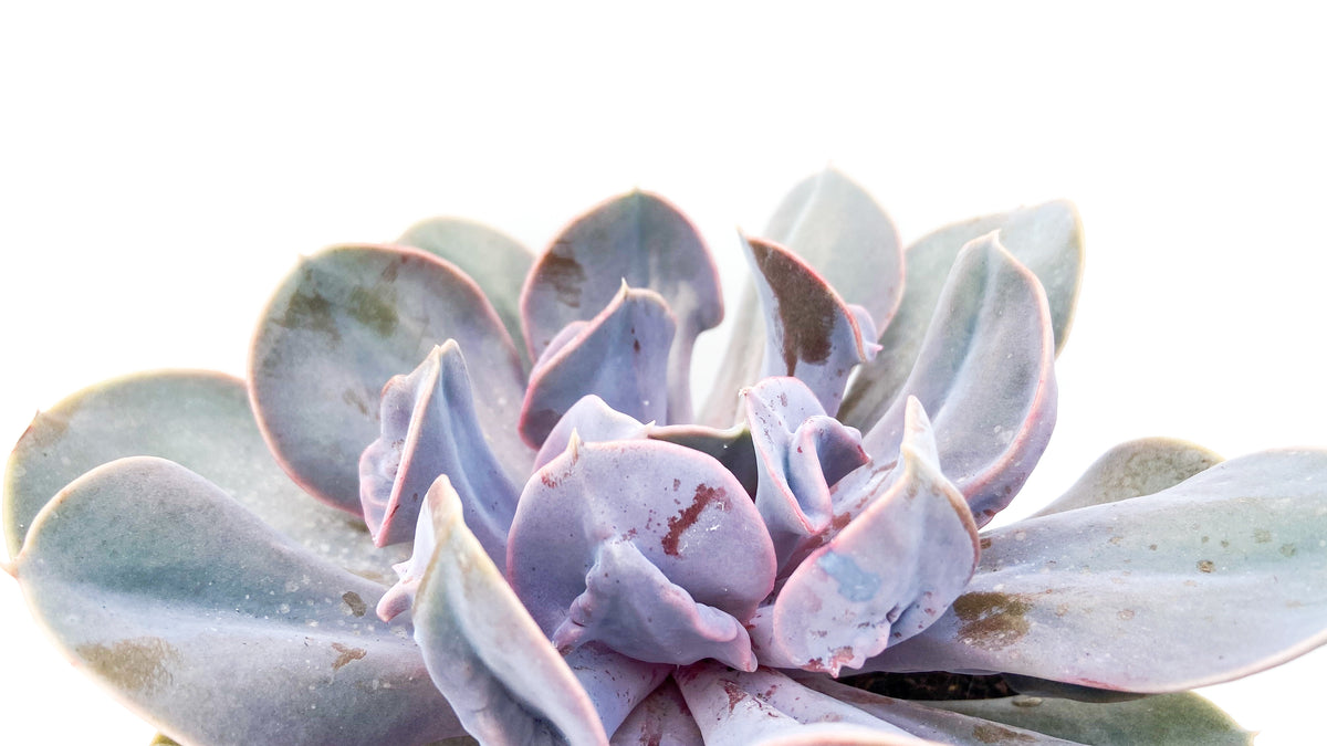 Echeveria Trompette
