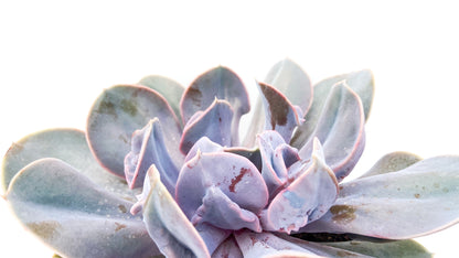 Echeveria Trompette