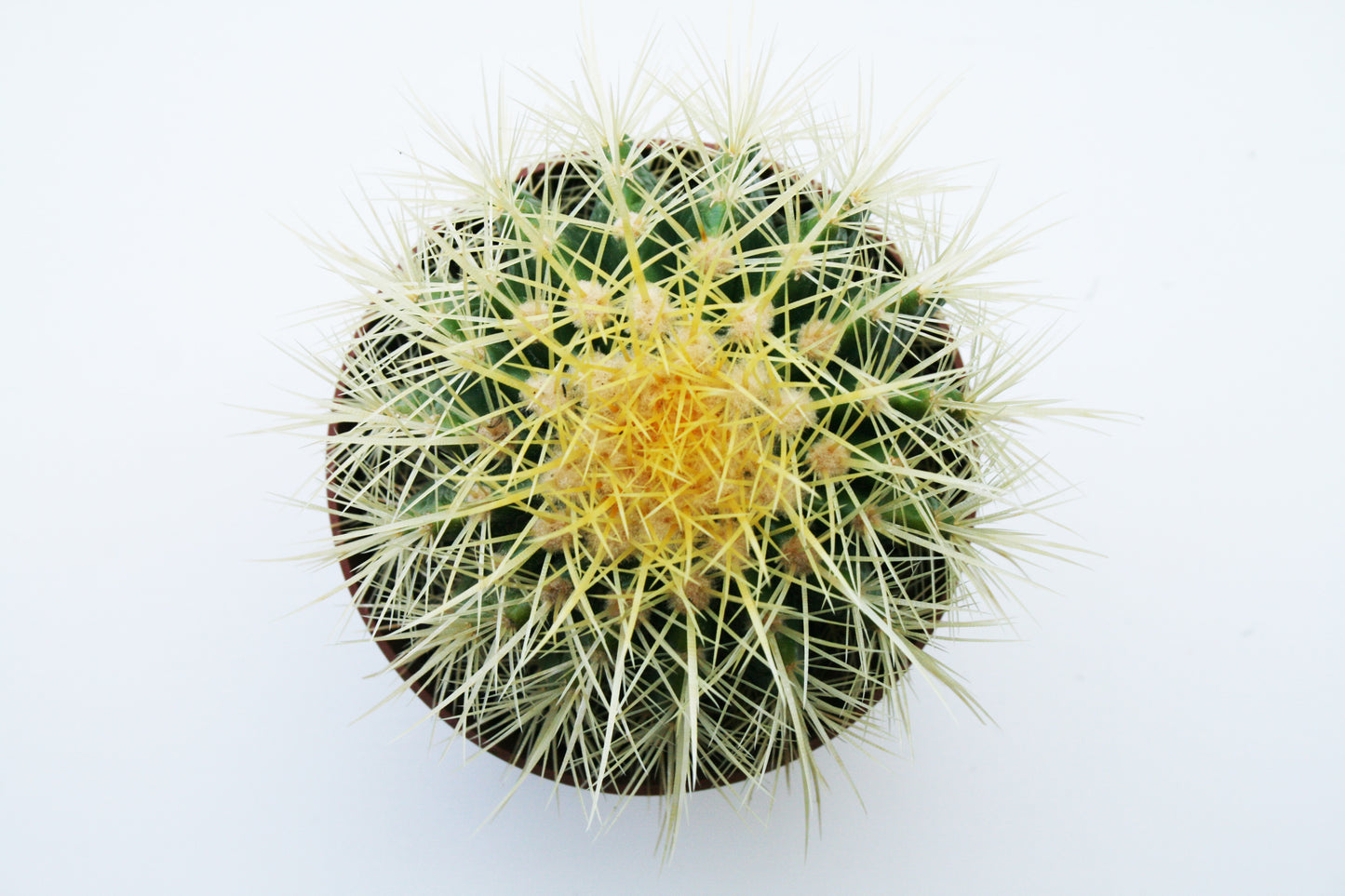 Echinocactus Grusonii