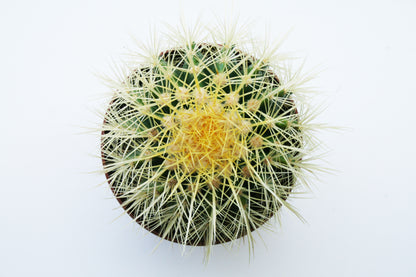 Echinocactus Grusonii