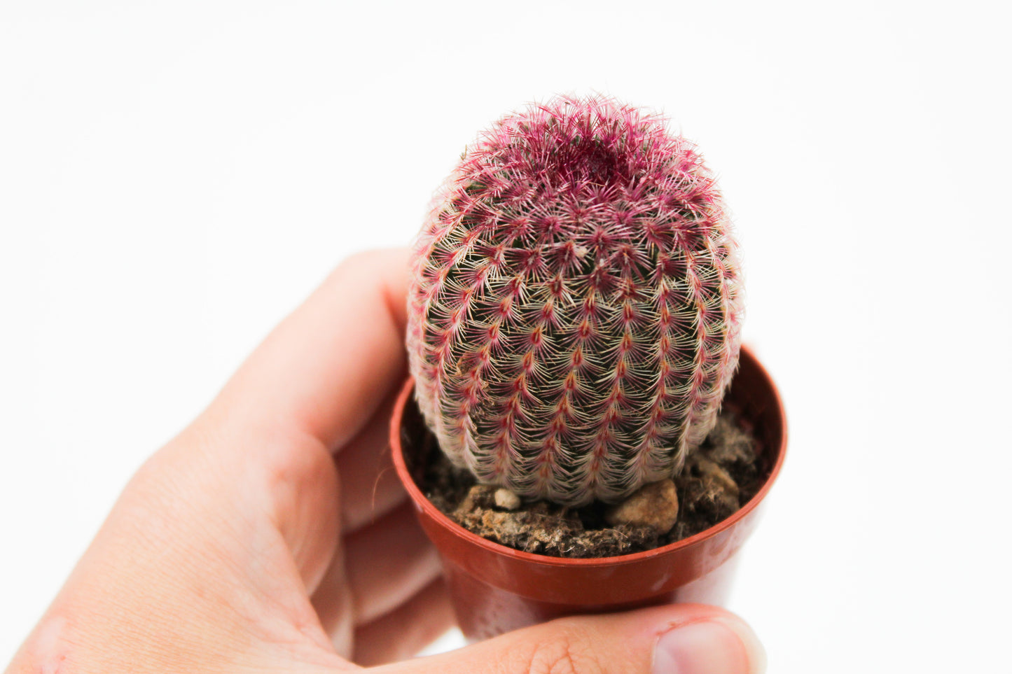 Echinocereus Pectinatus Rubispinus