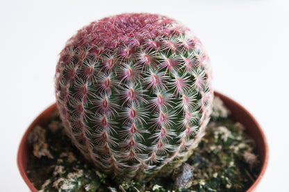 Echinocereus Pectinatus Rubispinus