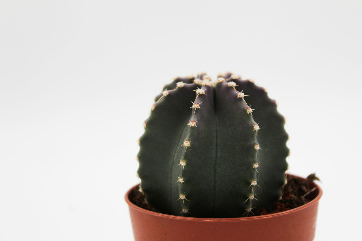 Echinocereus subinermis