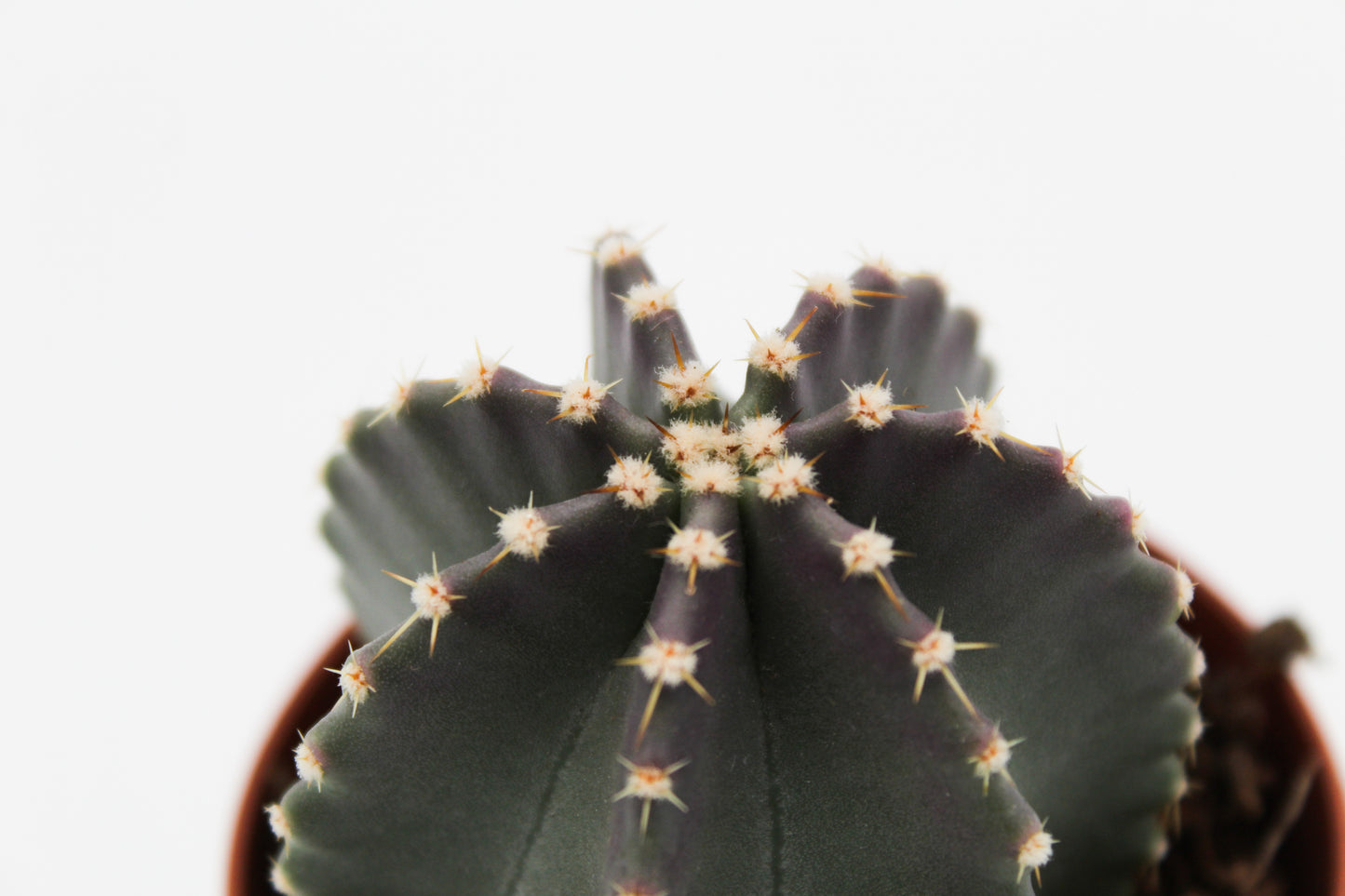 Echinocereus subinermis