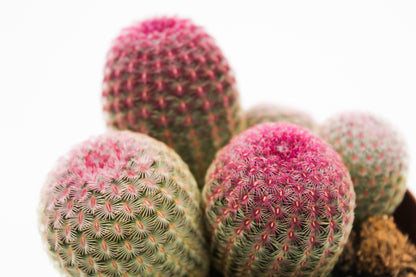 Echinocereus Pectinatus Rubispinus