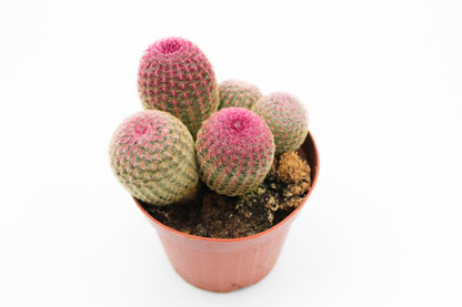 Echinocereus Pectinatus Rubispinus