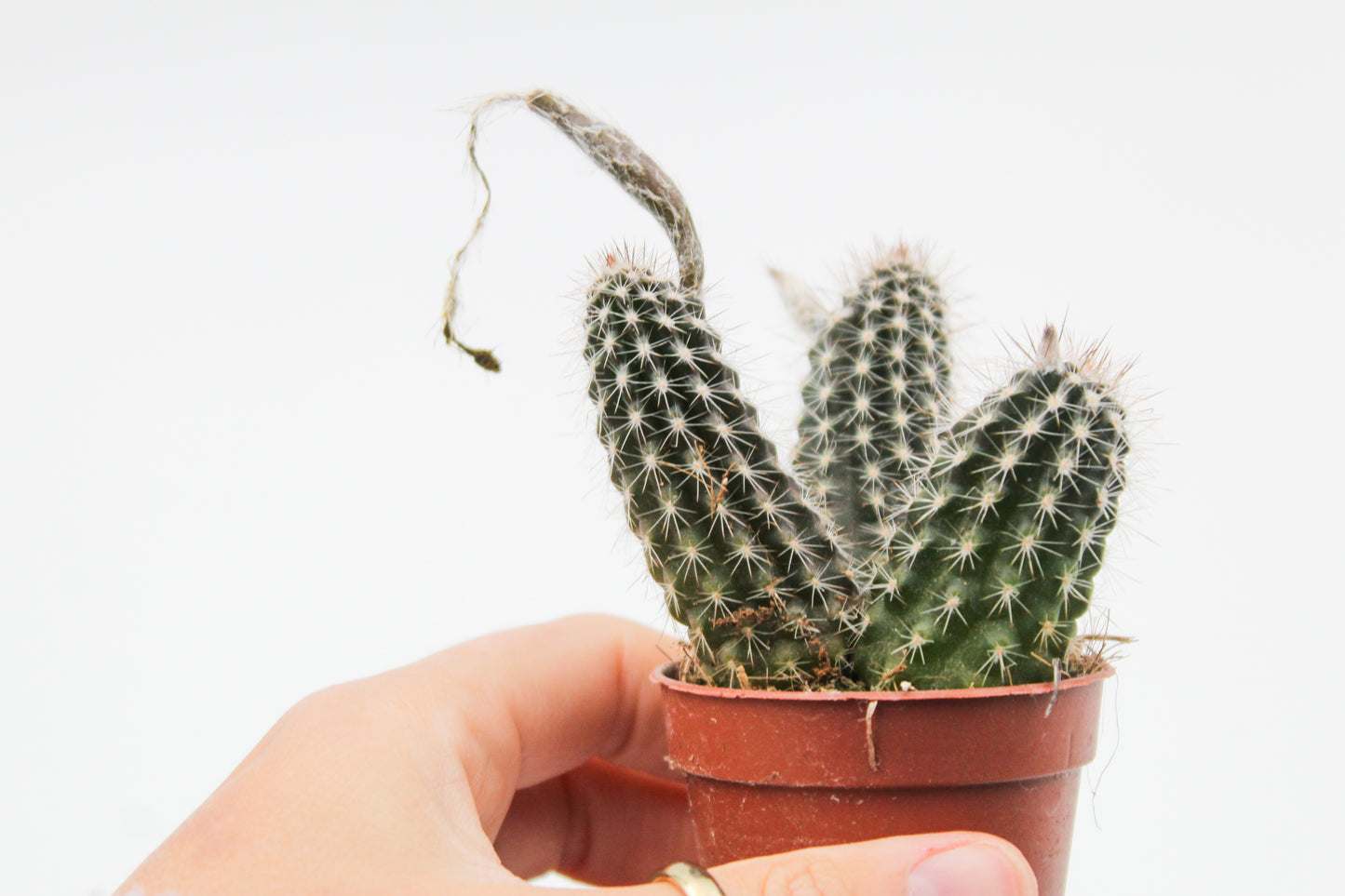 Echinopsis mirabilis