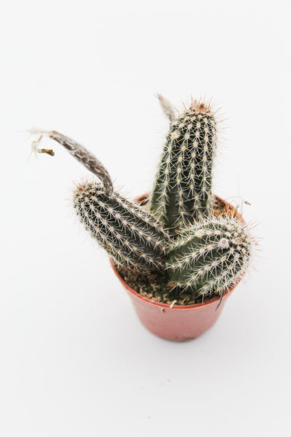 Echinopsis mirabilis