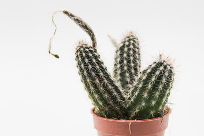 Echinopsis mirabilis