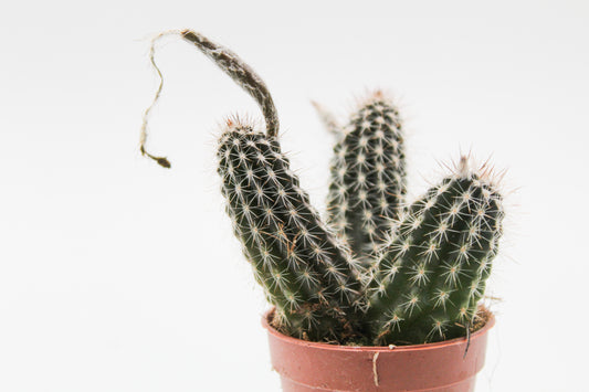 Echinopsis mirabilis