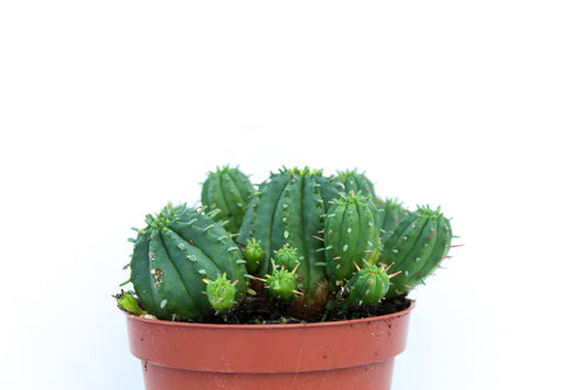 Euphorbia Aggregata