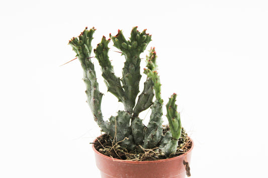 Euphorbia Enopla coral crystal