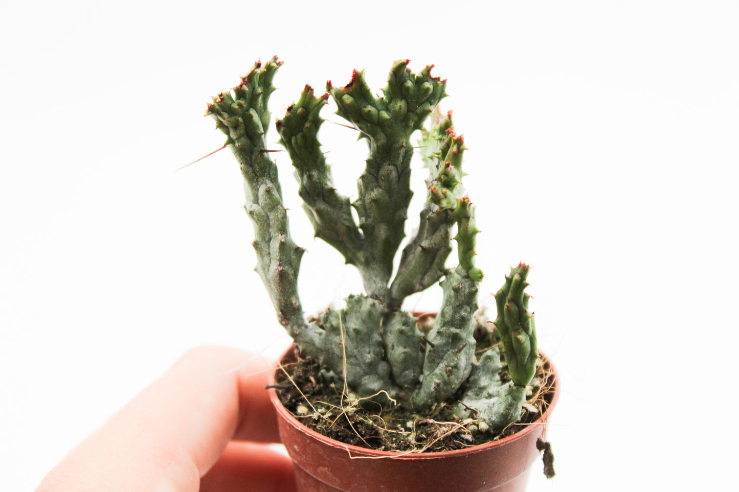 Euphorbia Enopla coral crystal