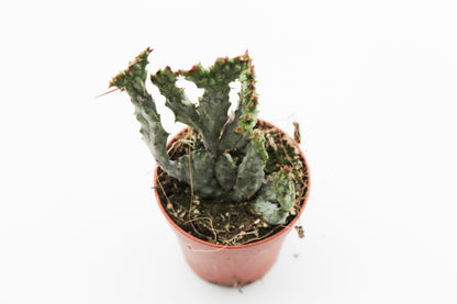 Euphorbia Enopla coral crystal