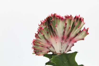 Euphorbia lactea cristaat