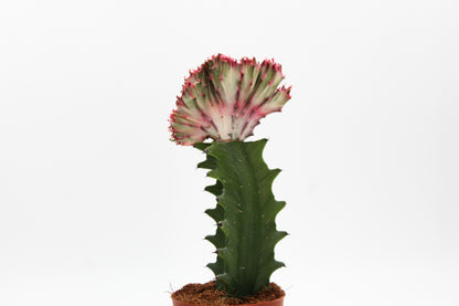 Euphorbia lactea cristaat