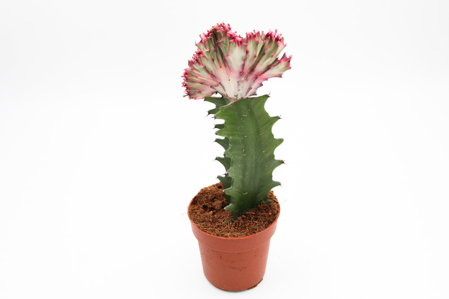 Euphorbia lactea cristaat
