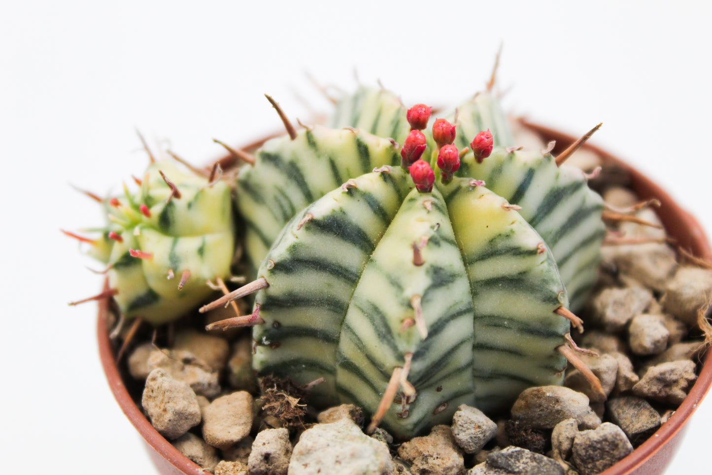 Euphorbia meloformis Variegata