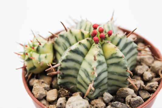 Euphorbia Meloformis Variegata