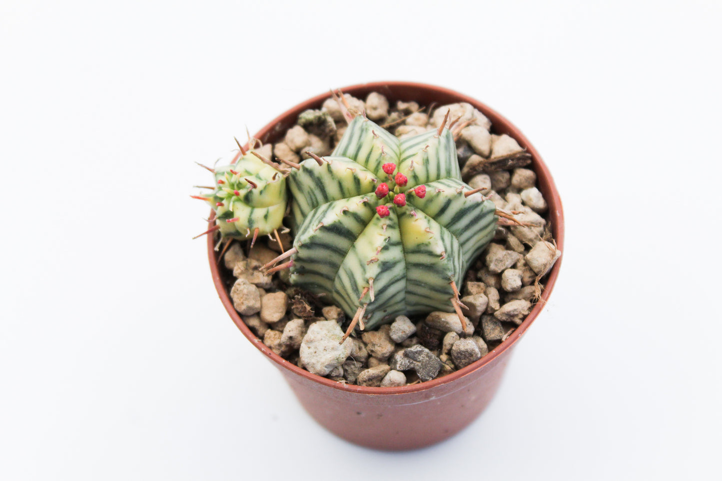 Euphorbia meloformis Variegata
