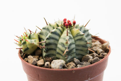 Euphorbia meloformis Variegata