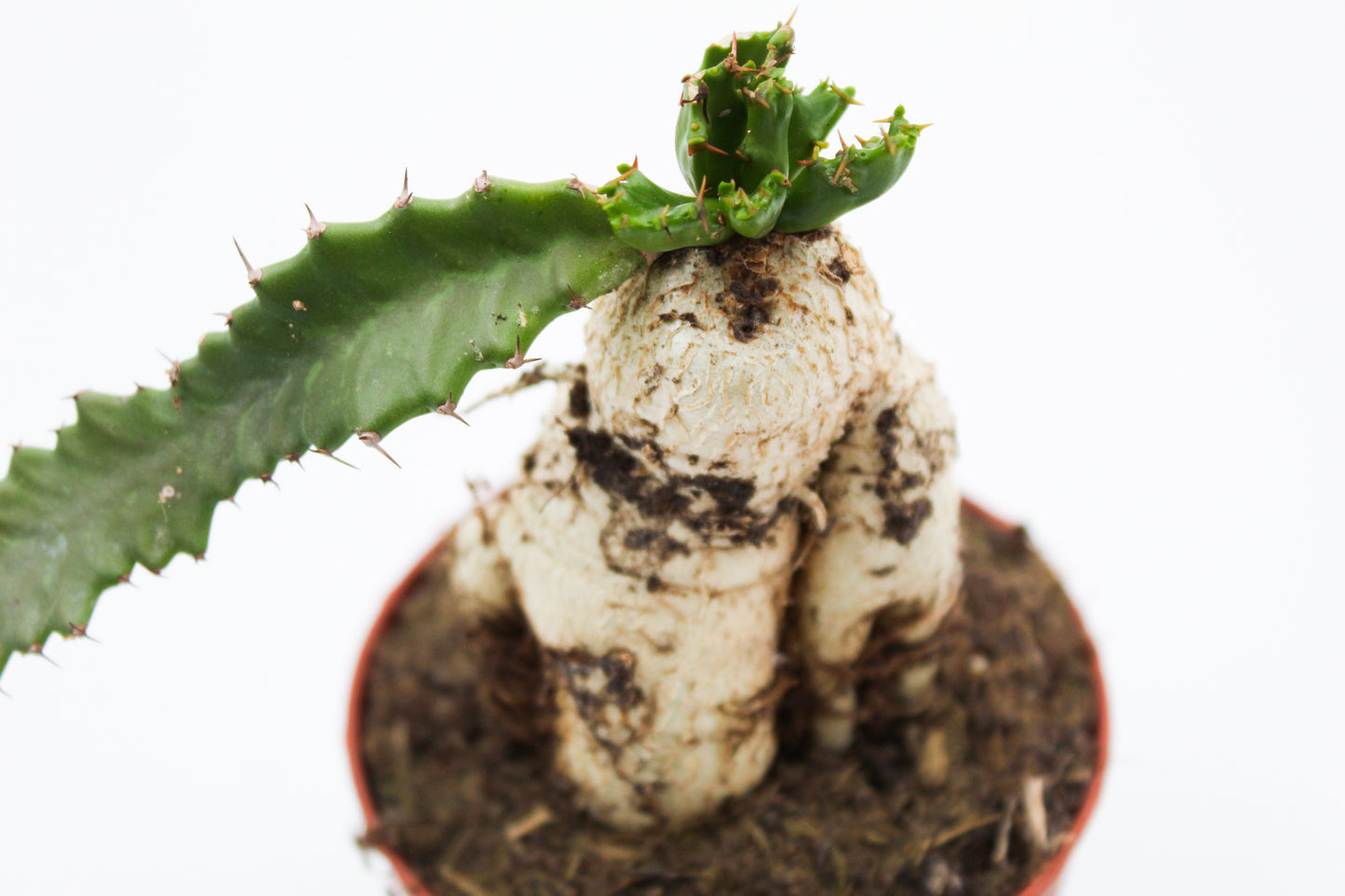 Euphorbia stellata caudex