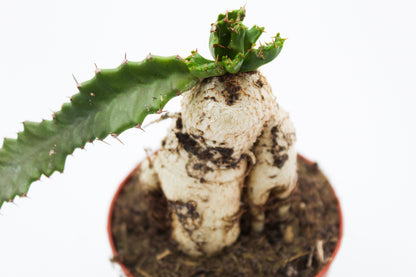 Euphorbia stellata caudex