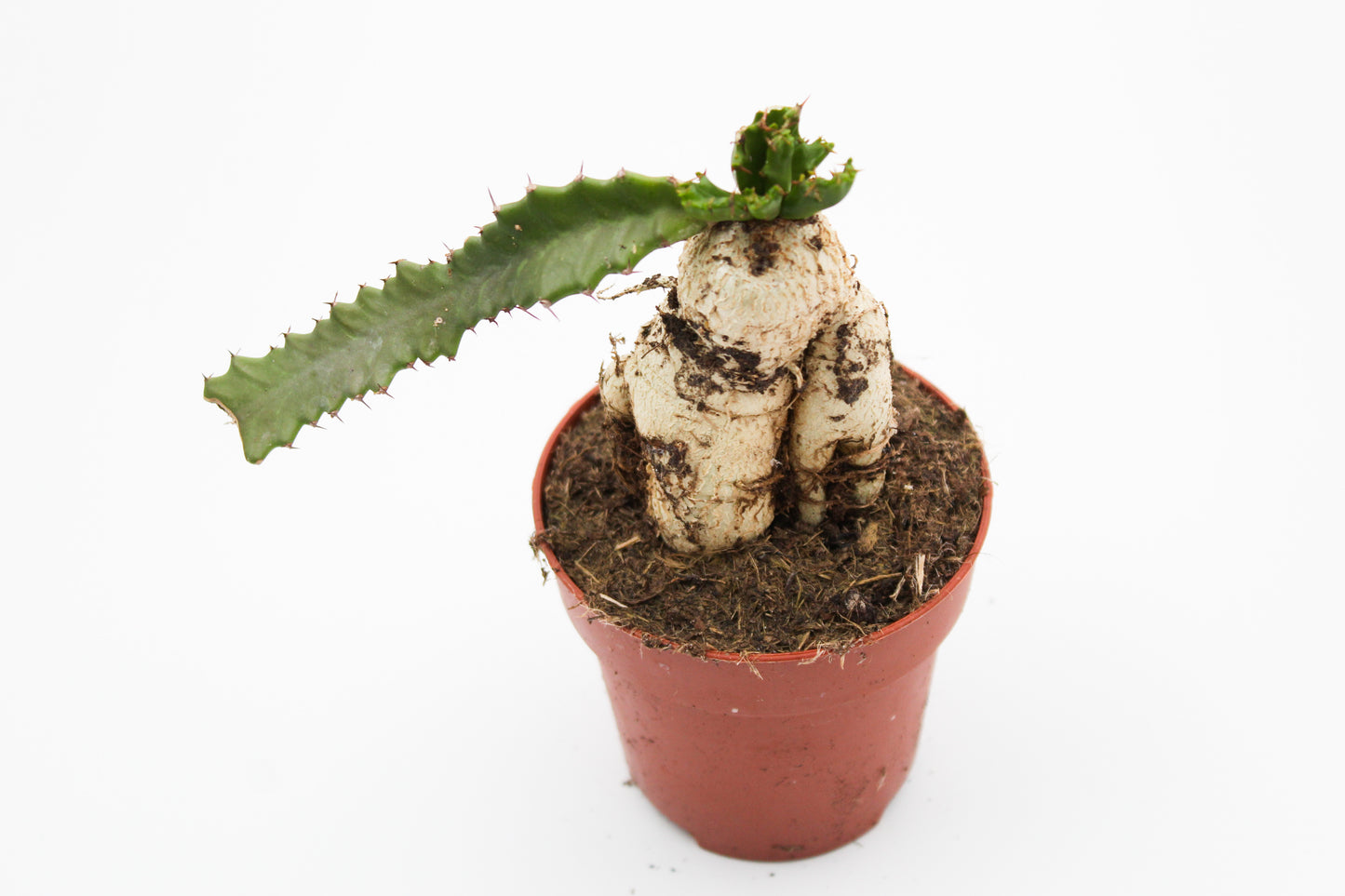 Euphorbia stellata caudex