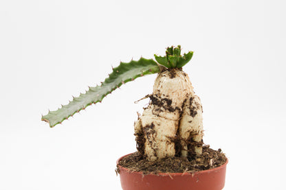 Euphorbia stellata caudex