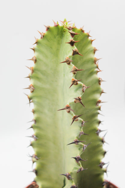 Euphorbia erythraeae variegata medium