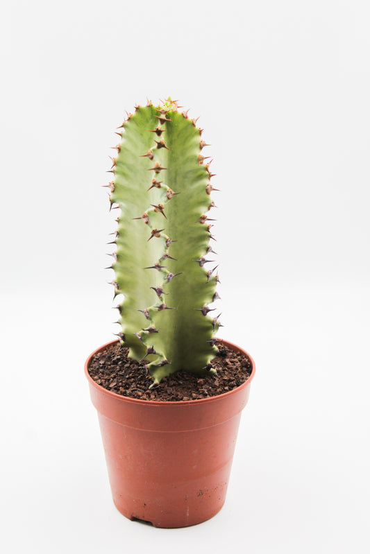 Euphorbia erythraeae variegata medium