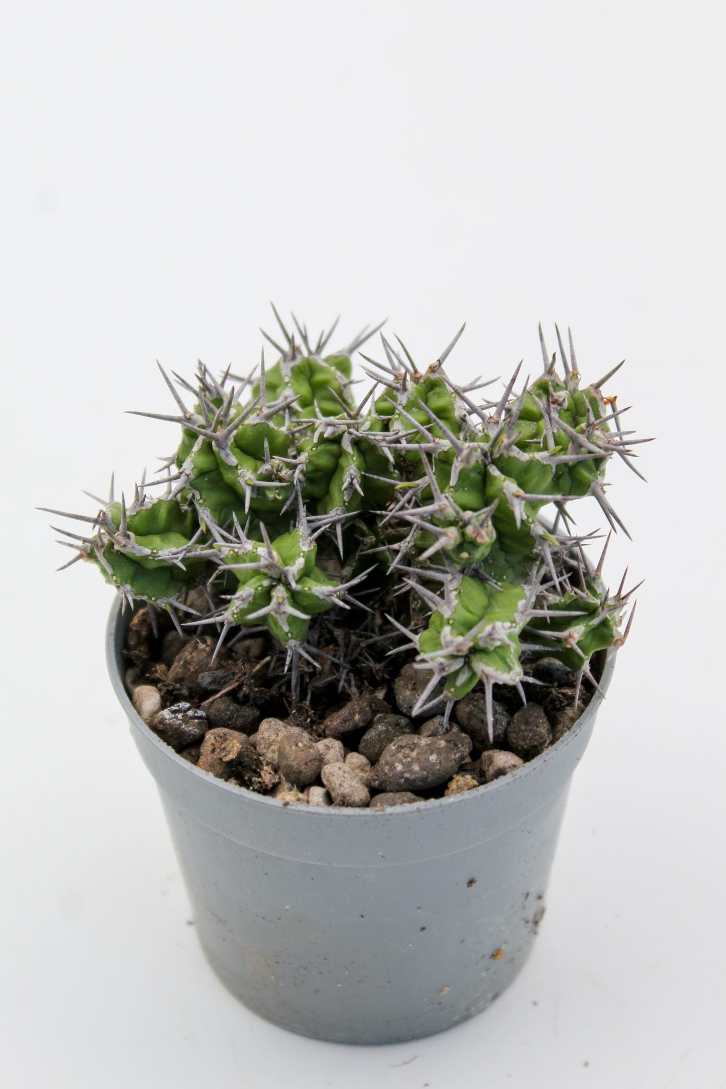 Euphorbia mitriformis