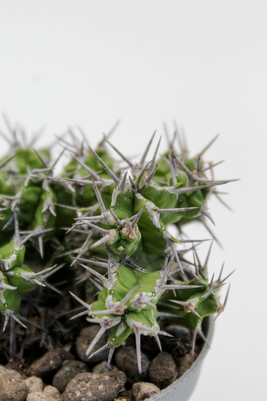 Euphorbia mitriformis