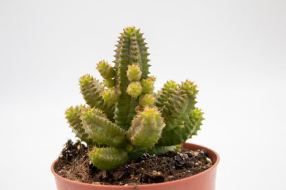Euphorbia sp.